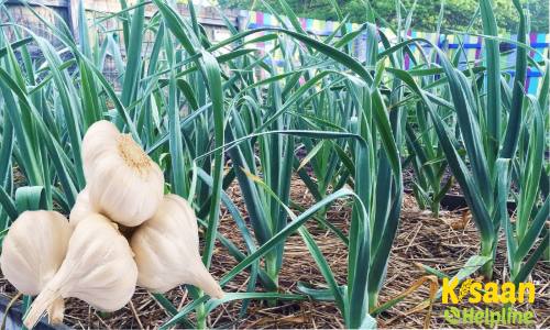 लहसुन की खेती में अधिक पैदावार के लिए करें वैज्ञानिक पद्धति का इस्तेमाल, जानिए लहसुन की उन्नत खेती के बारे में